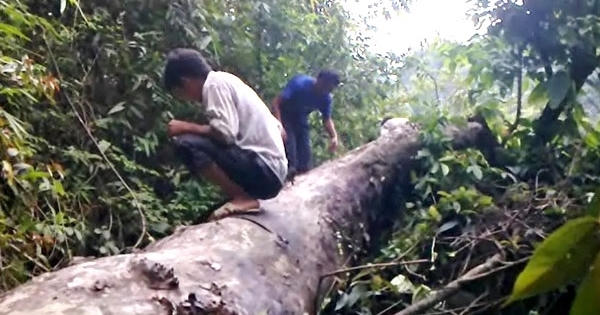 Cận cảnh rừng nghiến Cao Bằng "chảy máu" vì lâm tặc "xẻ thịt"