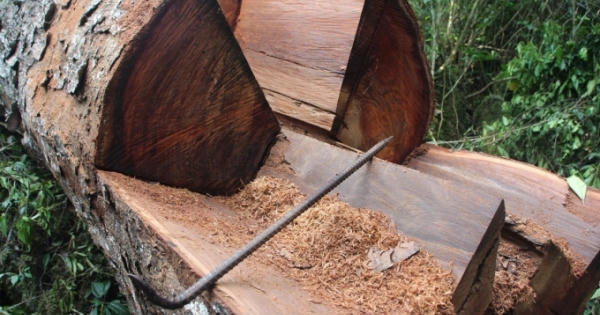 Những vụ án gỗ nghiến khiến lực lượng chức năng tỉnh Điện Biên đau đầu