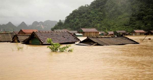 Hoa vẫn nở trên đỉnh lũ miền Trung