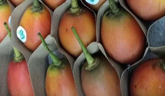 Xôn xao giống cà chua giá 1 triệu đồng/kg