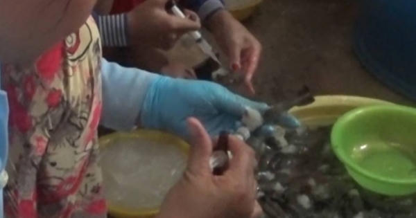 "Hãi hùng" công nghệ bơm tạp chất vào tôm nhằm tăng trọng lượng, kích cỡ