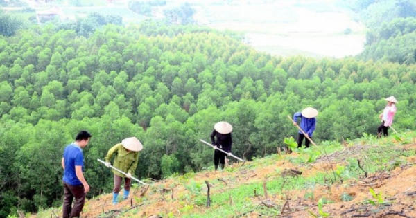 Làm gì để phục hồi rừng?