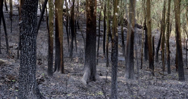 Nguyên do bất ngờ khiến nam thanh niên nhiều lần châm lửa đốt rừng