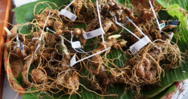 Mùa Xuân về trên núi rừng Tu Mơ Rông