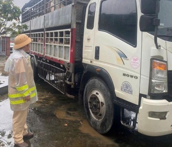 Gia Lai: Kịp thời ngăn chặn 2 xe ô tô tải chở lợn bệnh đi tiêu thụ