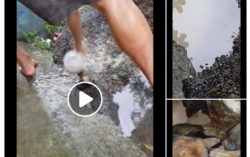 Clip: Chó mẹ cứu sống 3 chú chó con gây bão mạng xã hội