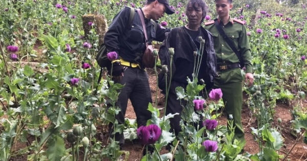 Lai Châu: Phát hiện gần 900 cây thuốc phiện được trồng trên rừng đầu nguồn