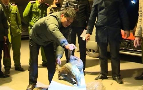 Hưng Yên: Bắt đối tượng vận chuyển trái phép 81 con tê tê quý hiếm