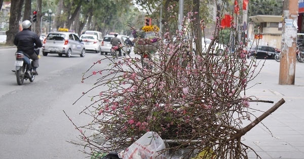 Hà Nội: Sau tết, xác hoa đào ngập phố