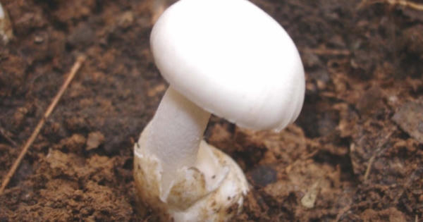 Thêm một trường hợp tử vong vì ăn nấm