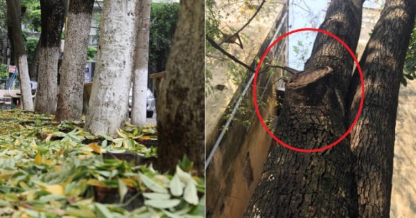 Bí ẩn dần hé lộ sau sự việc hàng cây sưa bất ngờ rụng lá dày đặc tại Thủ Đô Bí ẩn dần hé lộ sau sự việc hàng cây sưa bất ngờ rụng lá dày đặc tại Thủ Đô