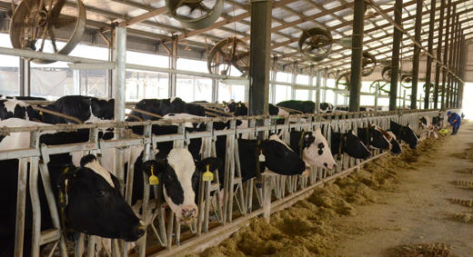 Tuyên Quang: Phạt 90 triệu đồng đối với công ty gây ô nhiễm môi trường