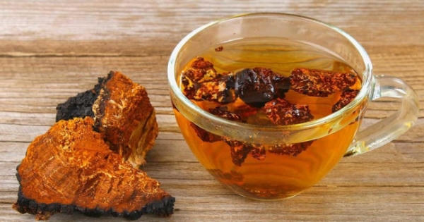 Nấm Chaga - Thần dược quý hiếm trị “bách bệnh”