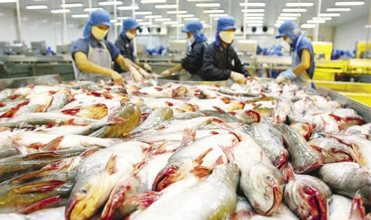 Cá tra mất dần thị trường ở châu Âu: Vì bị bôi nhọ, hay sai lầm chiến lược?