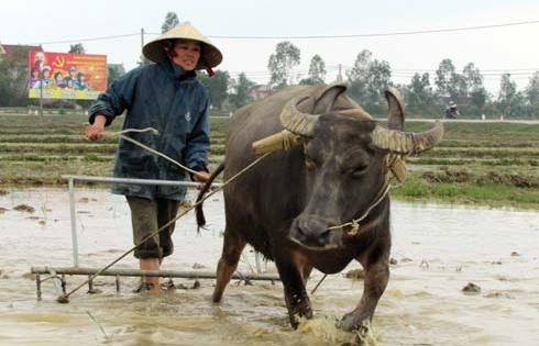 Tăng cường quản lý đất đai  có nguồn gốc từ nông, lâm trường