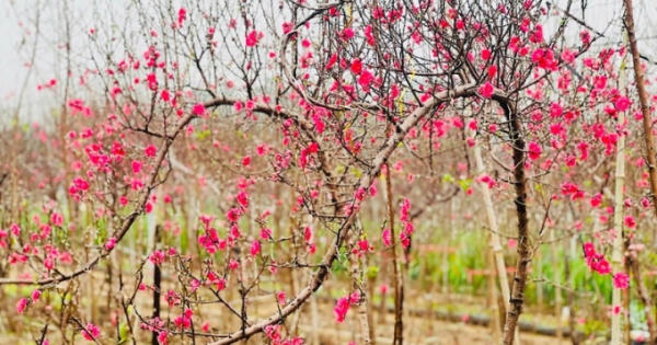 Đào Nhật Tân 'mỏi mòn' chờ khách