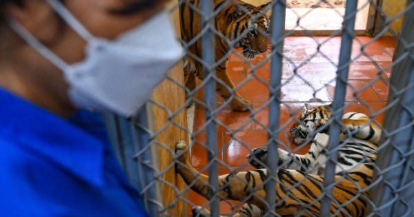 Những người chăm sóc hổ xuyên Tết