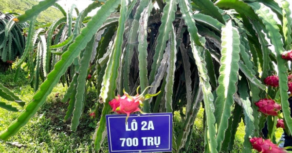 Bình Thuận tập huấn nâng cao nghiệp vụ về truy xuất nguồn gốc sản phẩm