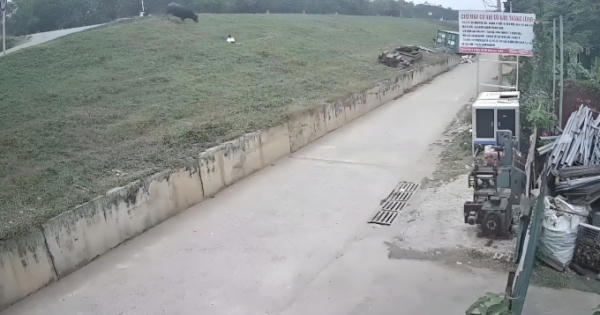 Thả rông gia súc gây tai nạn, chủ trâu phải bồi thường thế nào Thả rông gia súc gây tai nạn, chủ trâu phải bồi thường thế nào