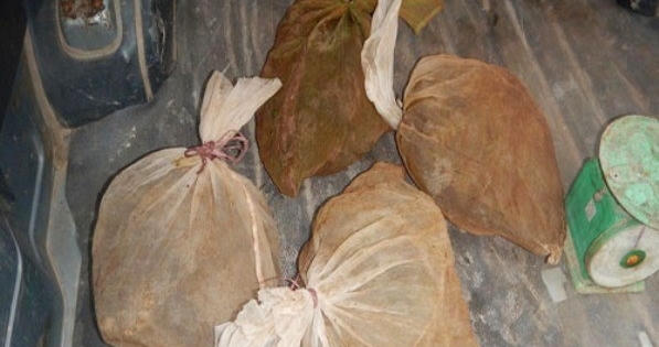 Vận chuyển cầy vòi trái phép trong rừng di sản Phong Nha