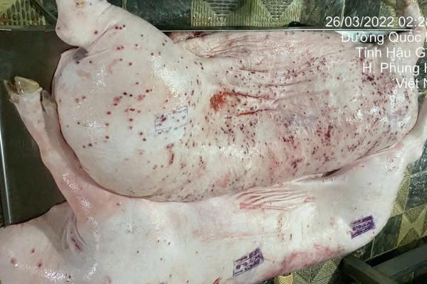 Vụ Công ty C.P: Quy trình xử lý thịt lợn bệnh như thế nào là đúng quy định?