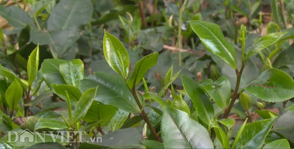 Phú Thọ: Tìm giống chè tím được ví là “cha đẻ" của chè Việt Nam Phú Thọ: Tìm giống chè tím được ví là “cha đẻ" của chè Việt Nam