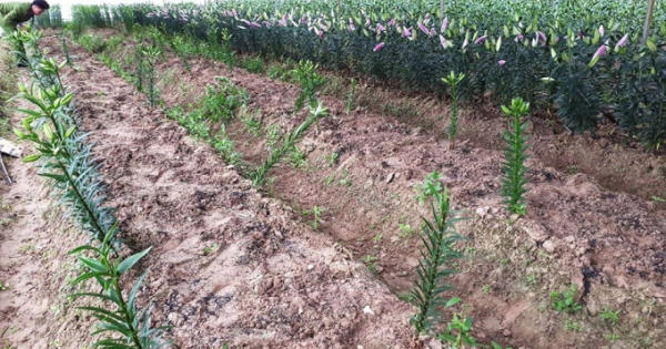 Gần tết, kẻ gian lĩnh đột nhập nhổ hơn 1.400 gốc hoa Ly của 2 hộ nông dân