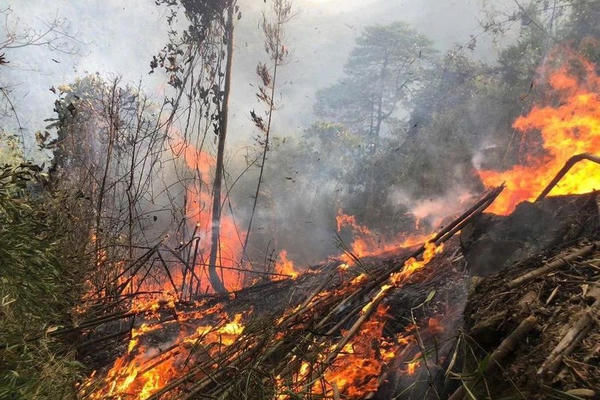 Thủ tướng yêu cầu xử lý nghiêm các hành vi gây nguy cơ cháy rừng