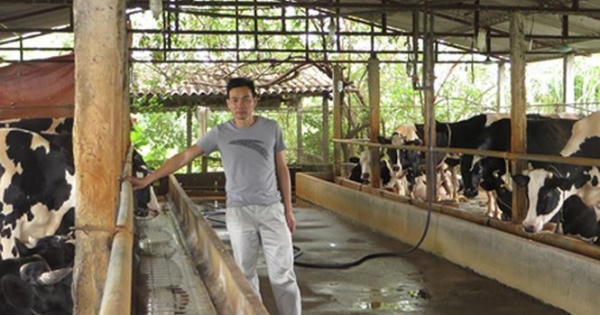 Vắt sữa bò ra... ô tô