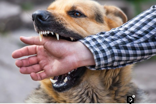 Biện pháp hữu hiệu để phòng bệnh dại