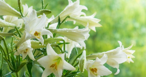 Nỗi nhớ loa kèn