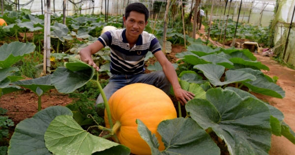 Mãn nhãn với vườn bí ngô khổng lồ ở Đà Lạt