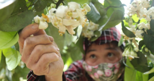 Cận cảnh quá trình "phối giống" cho loại bưởi nổi tiếng ở Hà Tĩnh