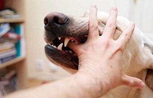 Chó cắn chết người chủ có vô can?