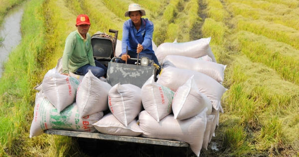 Những quốc gia nào đang tiêu thụ gạo của Việt Nam mạnh nhất