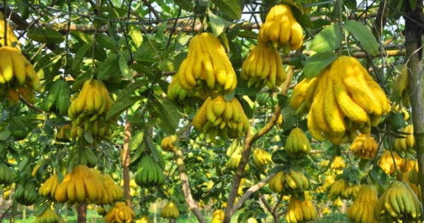 Thời sự 9h ngày 11/1/2018: Làng Phật thủ tìm hướng đi mới cho thị trường Tết