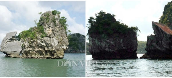 Thiên Nga trên vịnh Bái Tử Long bị... "chặt đầu" Thiên Nga trên vịnh Bái Tử Long bị... "chặt đầu"