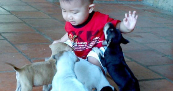 Nhà có trẻ, thận trọng nuôi chó mèo Nhà có trẻ, thận trọng nuôi chó mèo