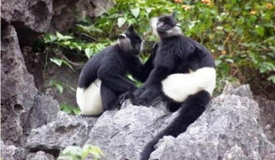 Quảng Bình: Khởi tố vụ án vận chuyển động vật quý hiếm Quảng Bình: Khởi tố vụ án vận chuyển động vật quý hiếm