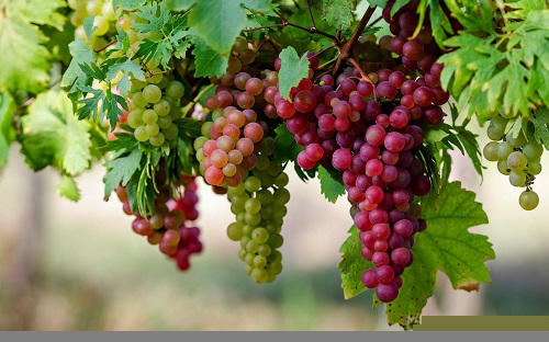 Những điều kiêng kỵ vào năm mới mang lại tài lộc, may mắn trên thế giới Những điều kiêng kỵ vào năm mới mang lại tài lộc, may mắn trên thế giới