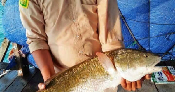 Khánh Hòa: Người dân câu được cá sủ vàng quý hiếm nặng hơn 5kg, thương lái trả giá 400 triệu đồng