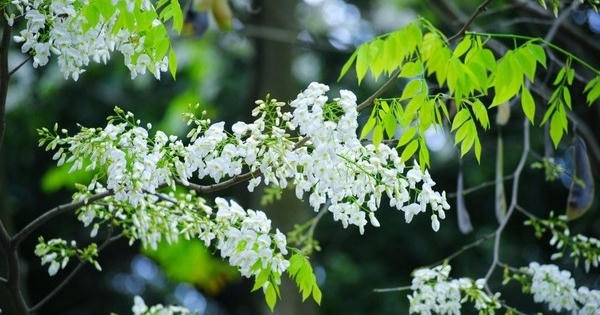 Mãn nhãn ngắm hoa sưa nở trắng trời Hà Nội