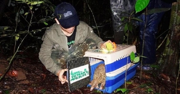 Thêm 20 cá thể tê tê Java được tái thả về tự nhiên