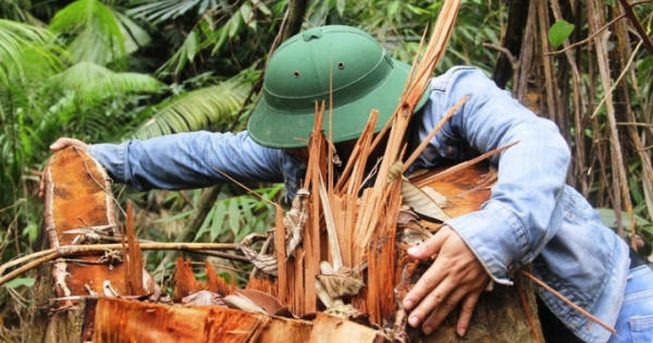 Hạt trưởng Hạt Kiểm lâm thị xã Ba Đồn bị khiển trách vì để lâm tặc lộng hành!