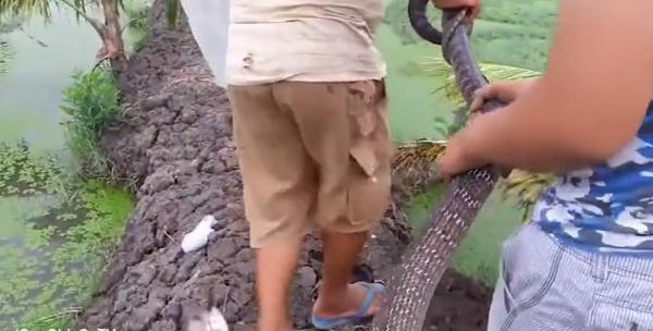 Tay không bắt rắn hổ vện " khủng" tại Sài Gòn