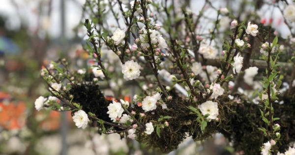 Rộn ràng Chợ hoa Xuân ngày Tết