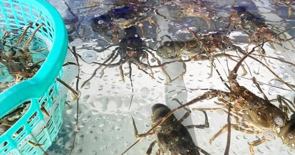 Hải sản "hạng sang" bán rẻ chưa từng thấy