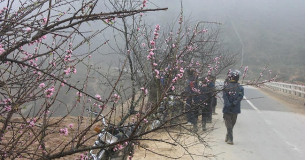 Chợ hoa đào Sa Pa trong giá lạnh 10 độ C