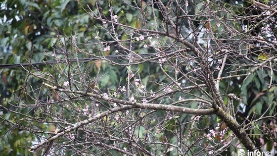 Đào đá: Thú chơi Tết độc đáo của người Việt