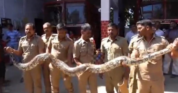 Trăn khổng lồ 'mò' vào đền thiêng ở Ấn Độ